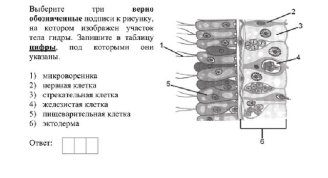 Кракен шоп зеркало