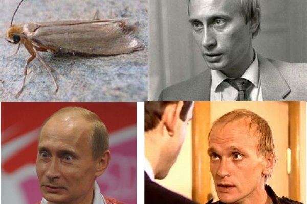 Рабочее зеркало кракен